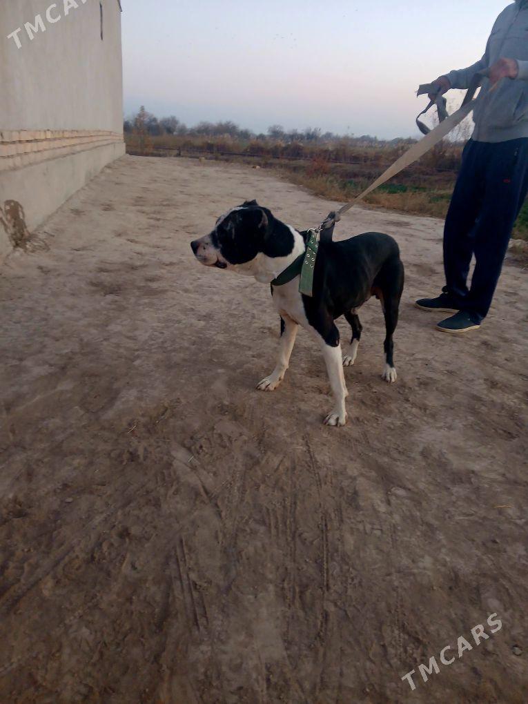 pidbu - Şabat etr. - img 3