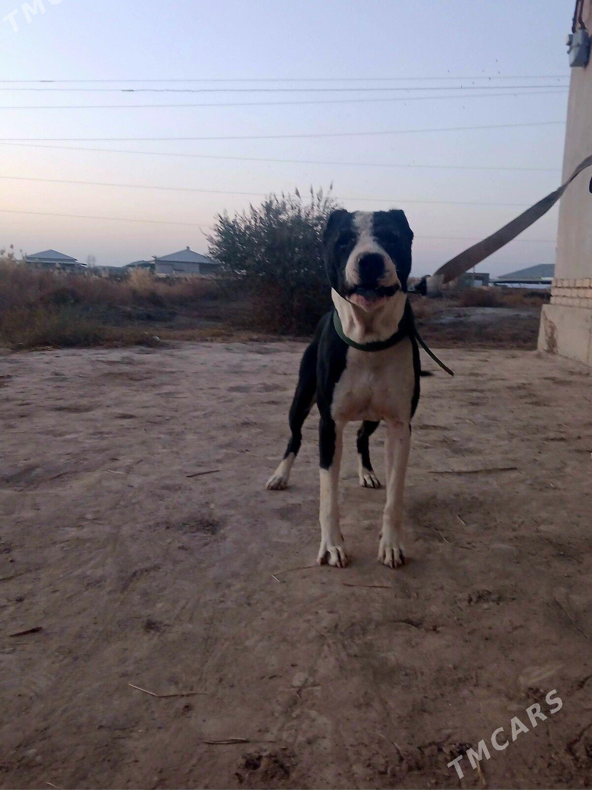 pidbu - Şabat etr. - img 1