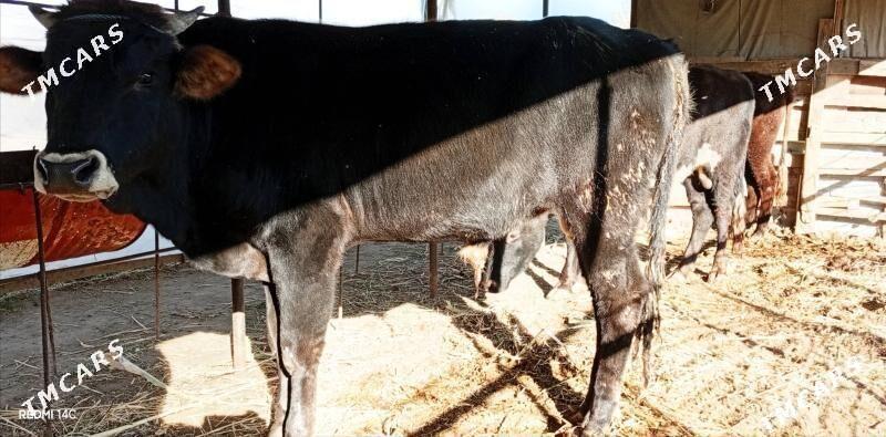 okuz - Ашхабад - img 3