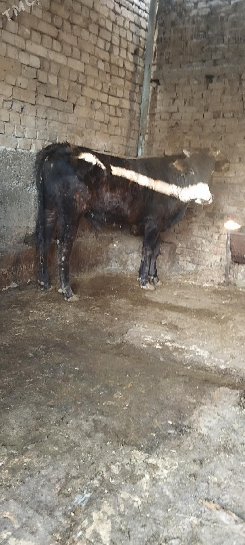 okuz - Aşgabat - img 5