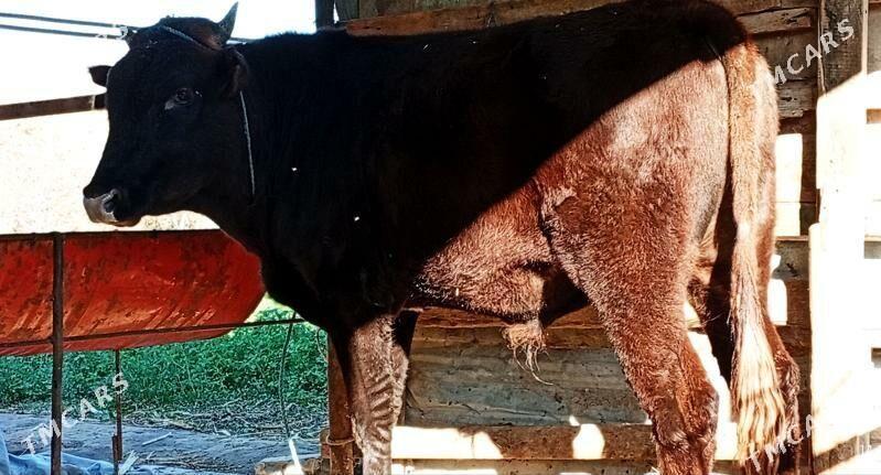 okuz - Ашхабад - img 2