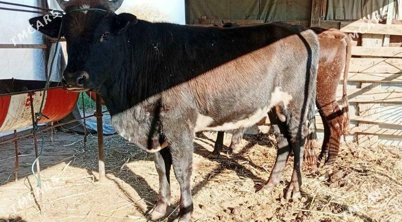 okuz - Ашхабад - img 1