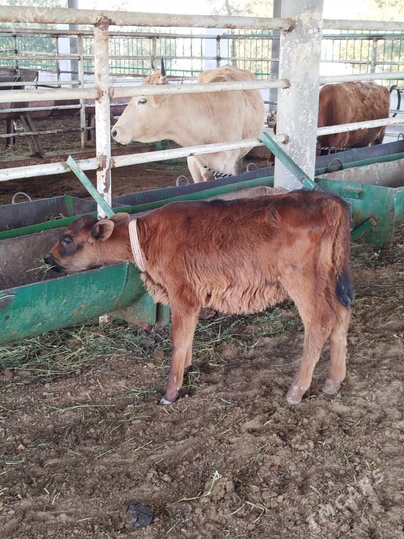 tuwe - Ашхабад - img 1