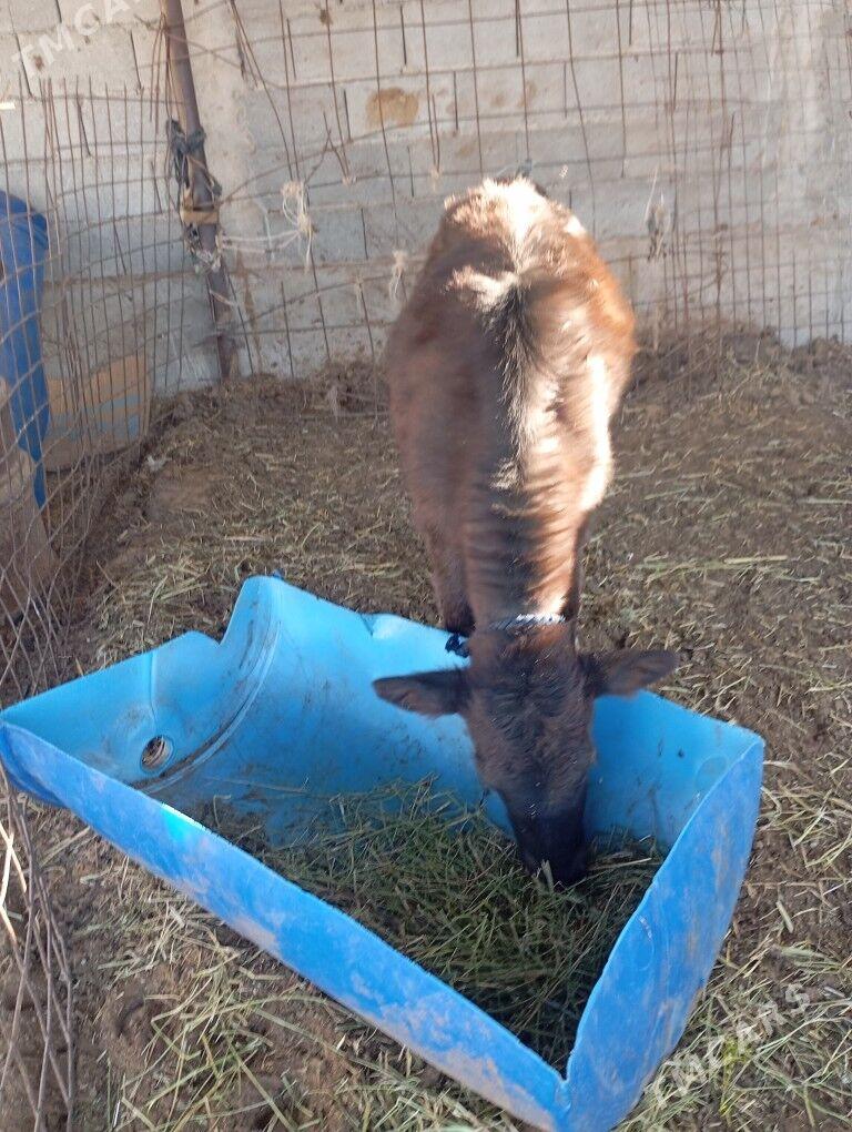 goleli.sygyr. - Çoganly - img 5