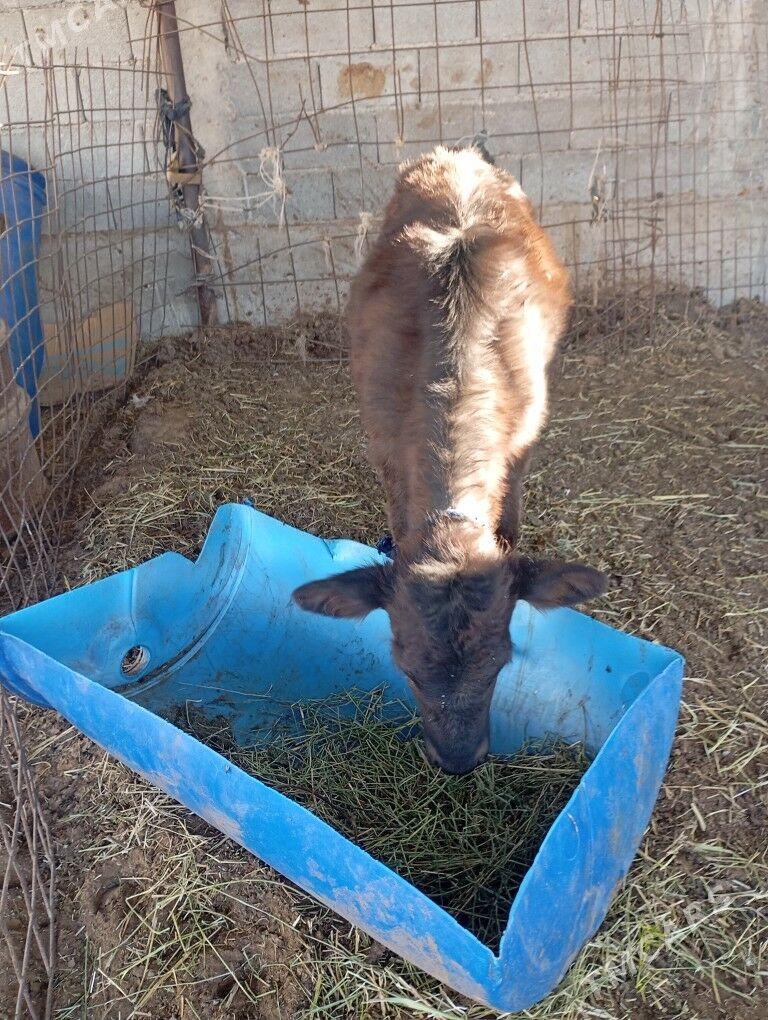 goleli.sygyr. - Çoganly - img 4