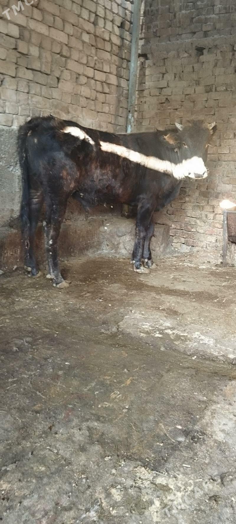 okuz - Aşgabat - img 4