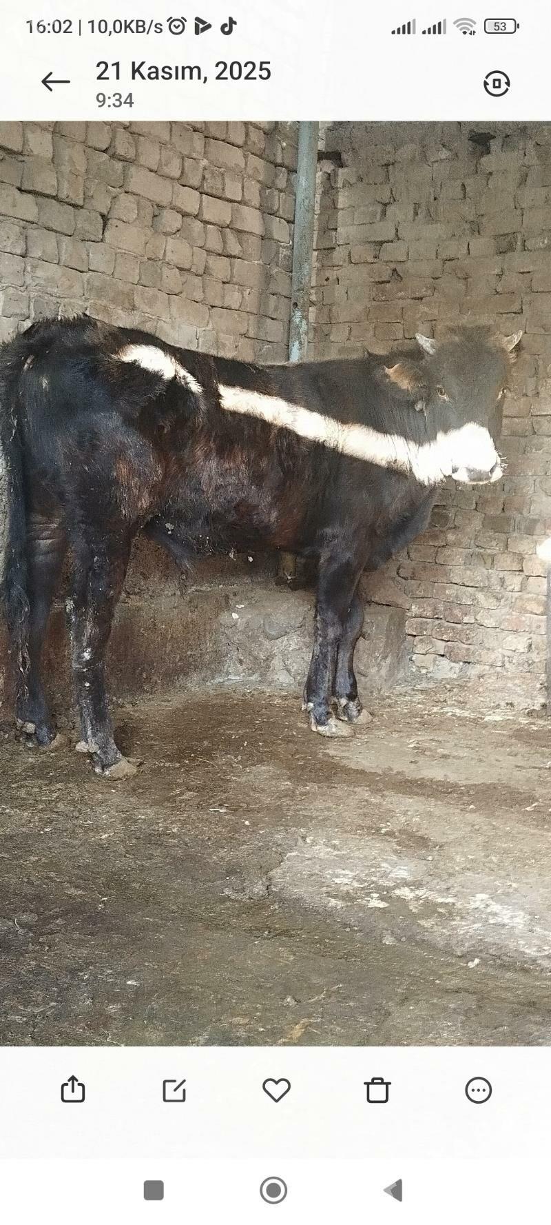 okuz - Aşgabat - img 3