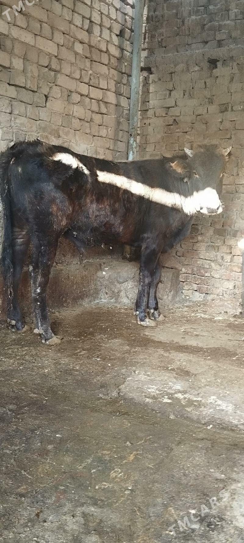 okuz - Aşgabat - img 2