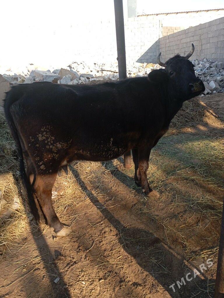 goleli.sygyr. - Çoganly - img 3