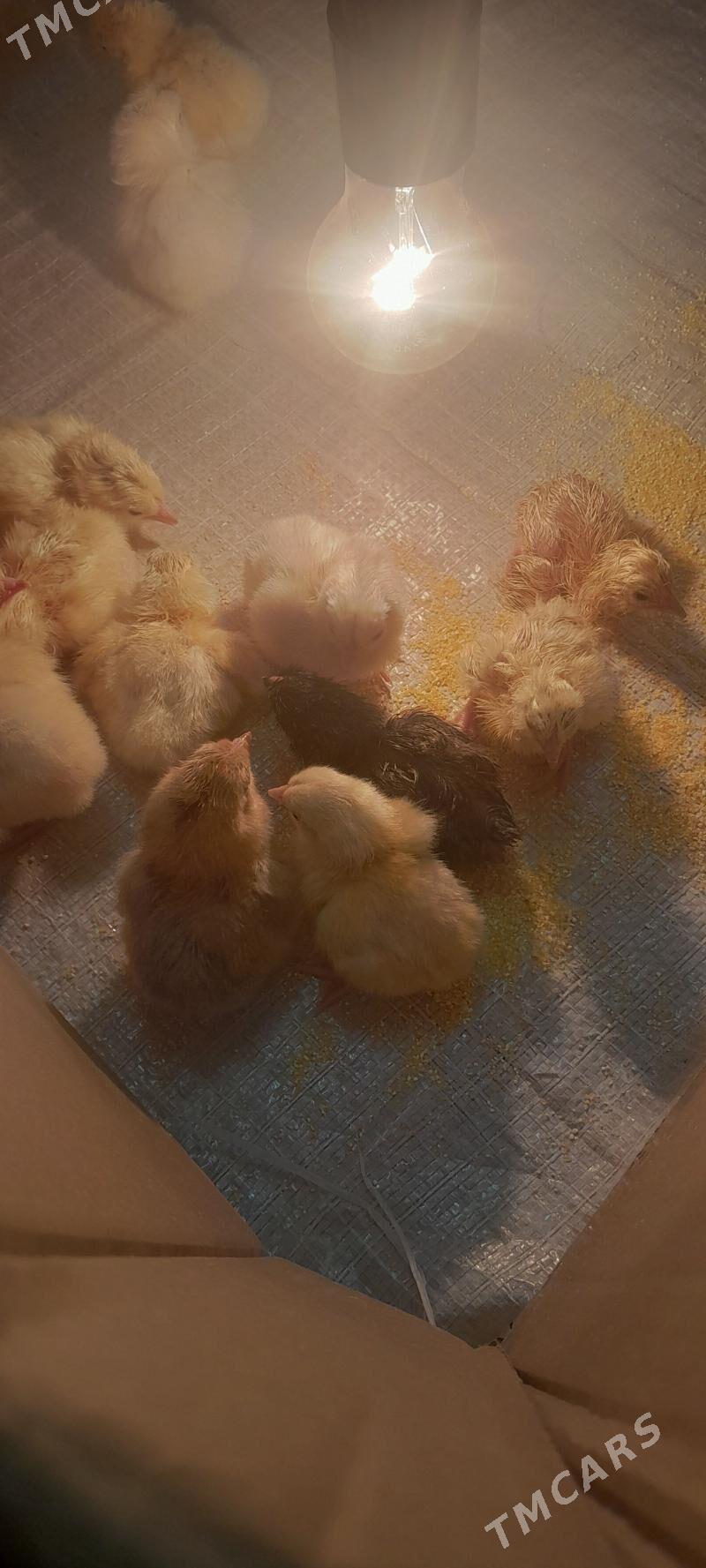 juje - Чоганлы - img 3