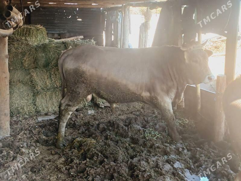 bakylan okuz elin - Багир - img 2