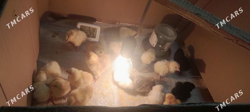 juje - Чоганлы - img 4