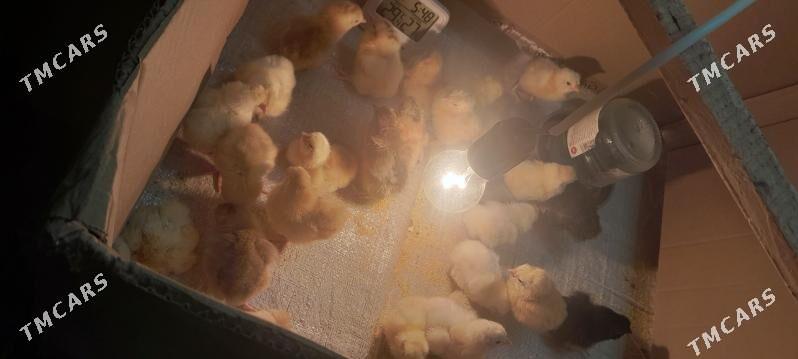 juje - Чоганлы - img 6