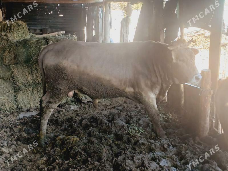 bakylan okuz elin - Багир - img 3