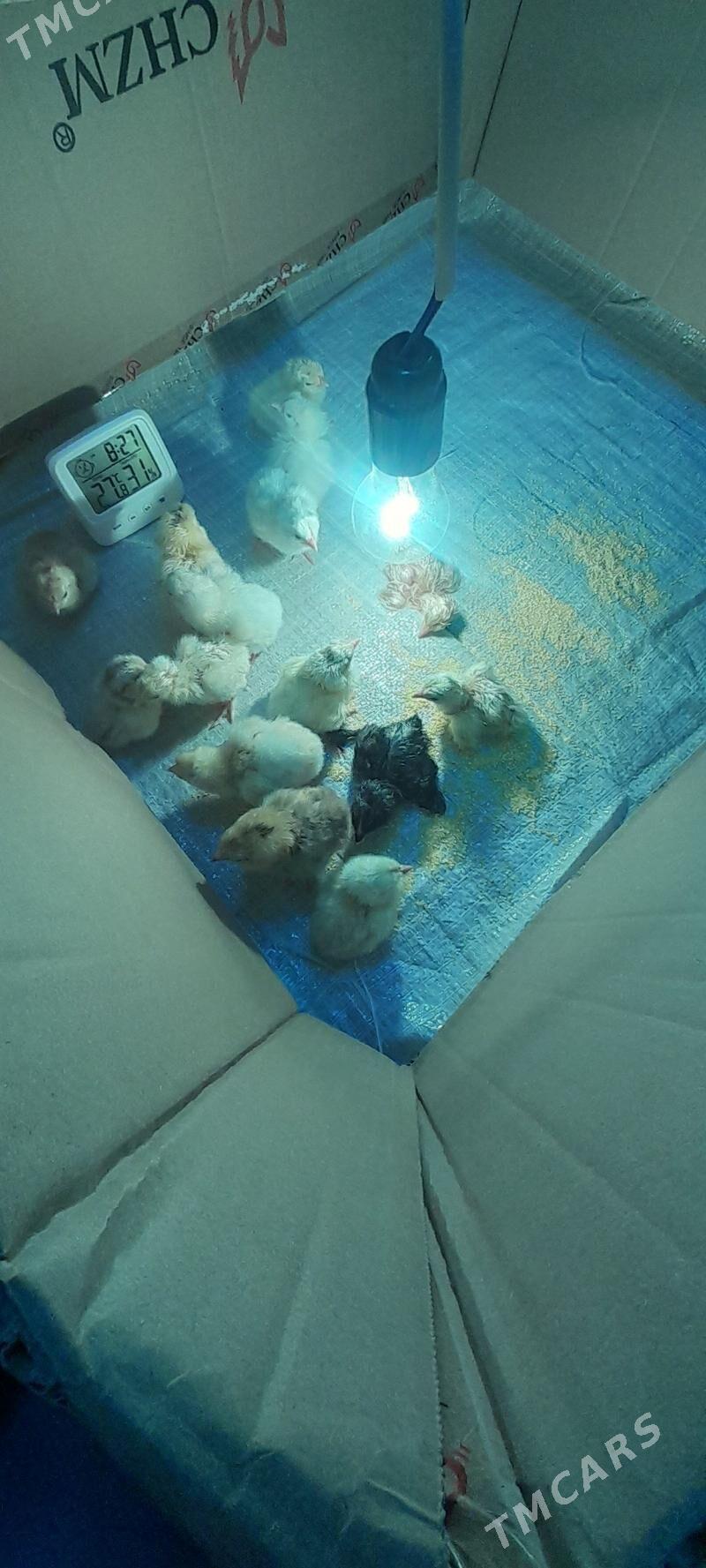 juje - Чоганлы - img 2