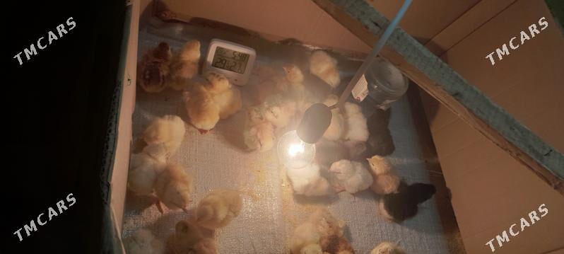 juje - Чоганлы - img 5