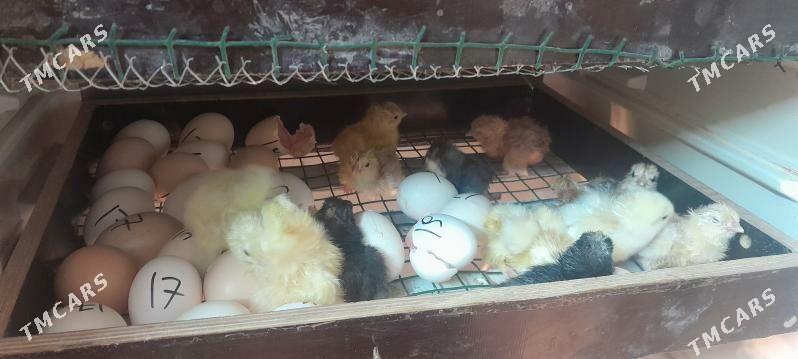 juje - Чоганлы - img 1