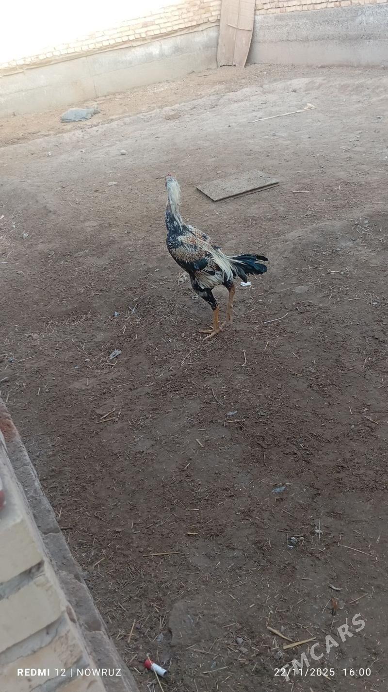 baysy horaz - Сакар - img 2