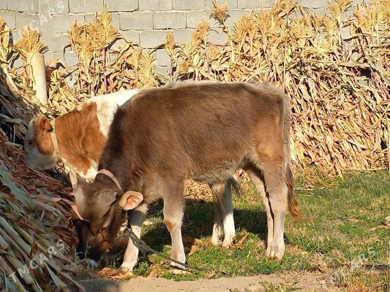 OKUZ - Бузмеин - img 3