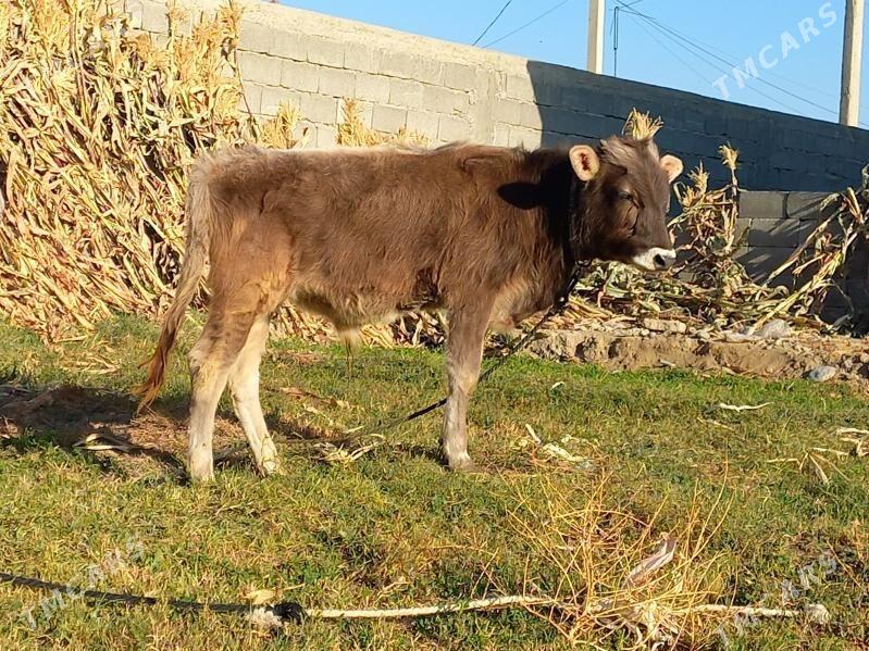 OKUZ - Бузмеин - img 2