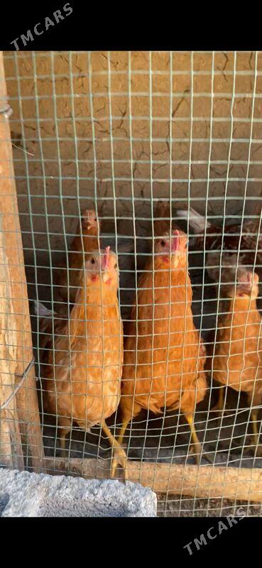 towuk induk - Ak bugdaý etraby - img 3