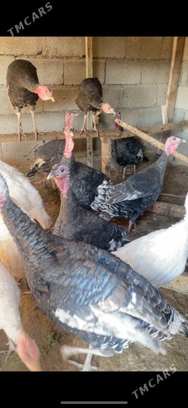 towuk induk - Ak bugdaý etraby - img 2