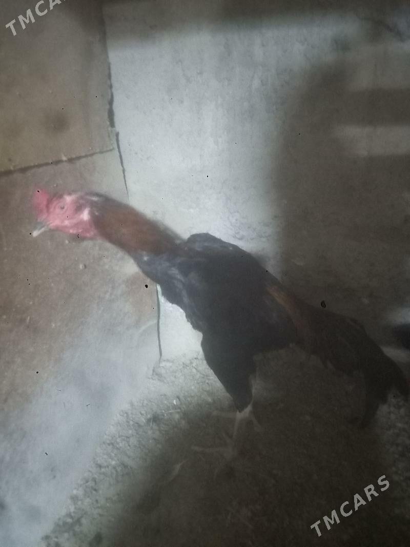 Horaz - Кёнеургенч - img 2