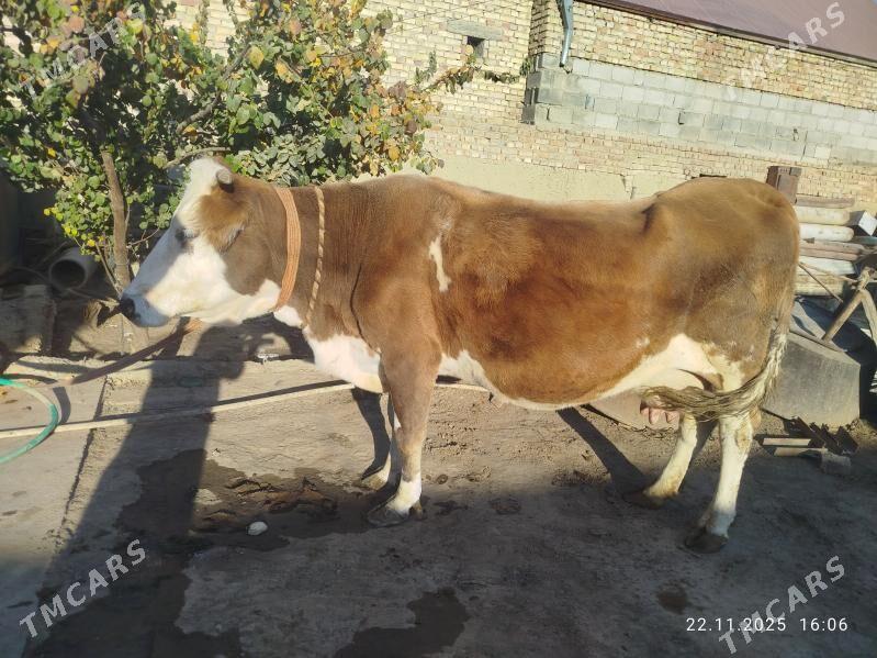 Sygyr - Бахарден - img 1