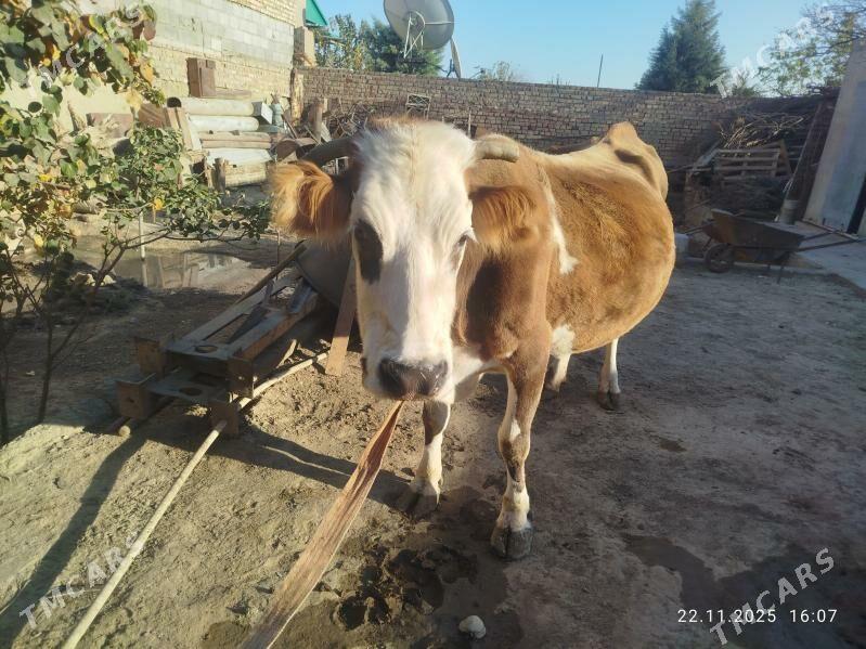 Sygyr - Бахарден - img 5