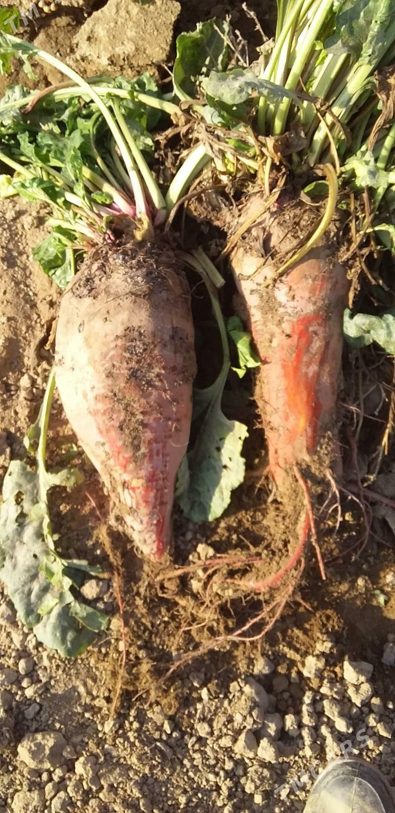 Mal şugundur - Гызыларбат - img 3