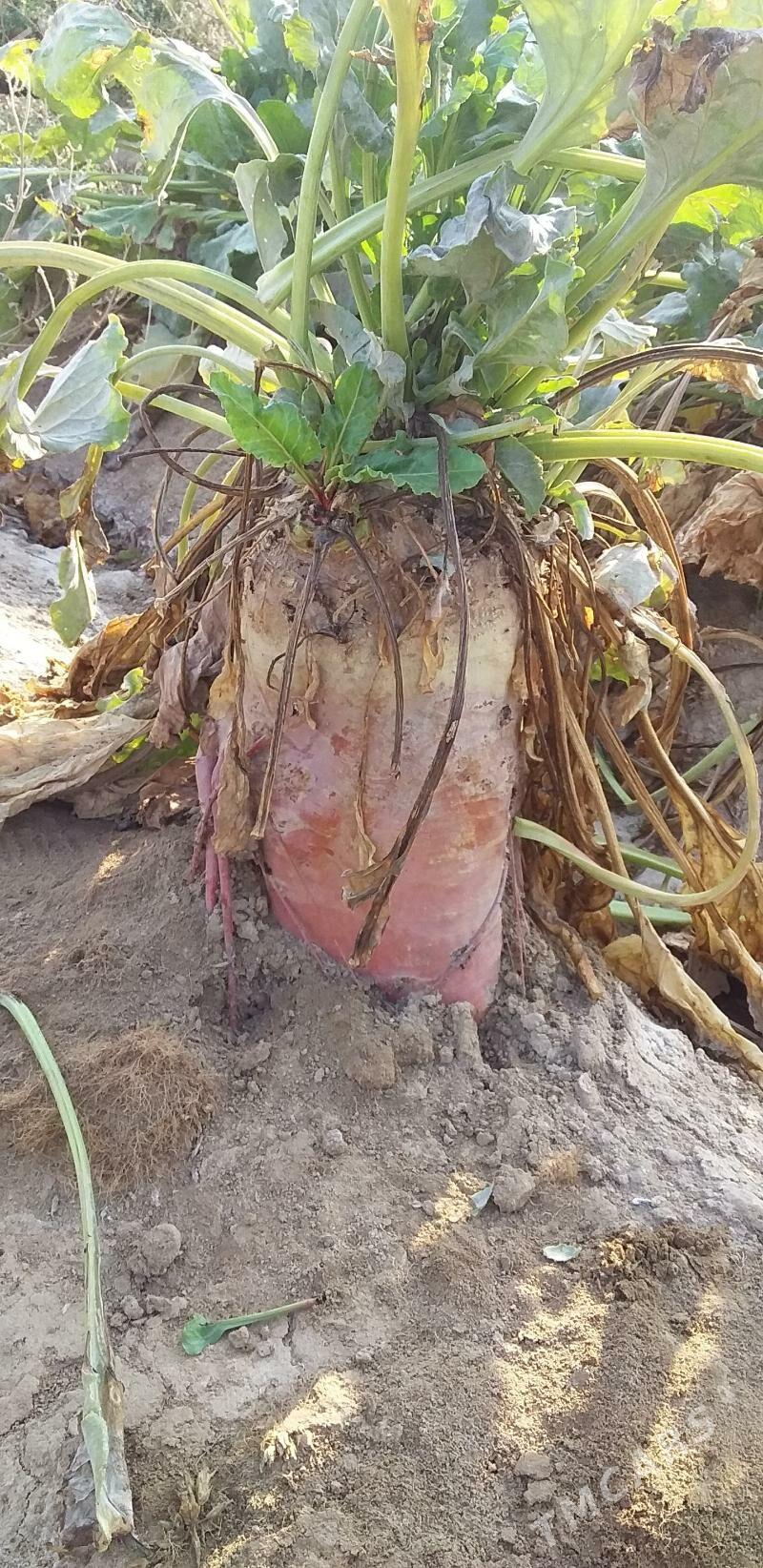 Mal şugundur - Гызыларбат - img 1