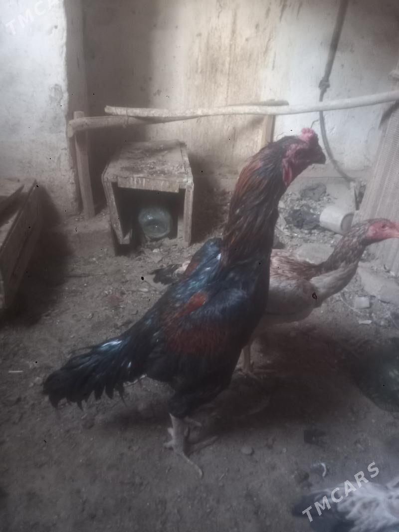 Horaz - Кёнеургенч - img 2