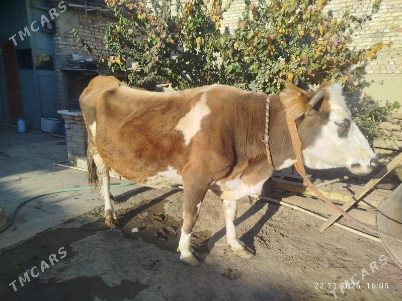 Sygyr - Бахарден - img 3