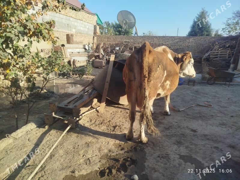 Sygyr - Бахарден - img 6