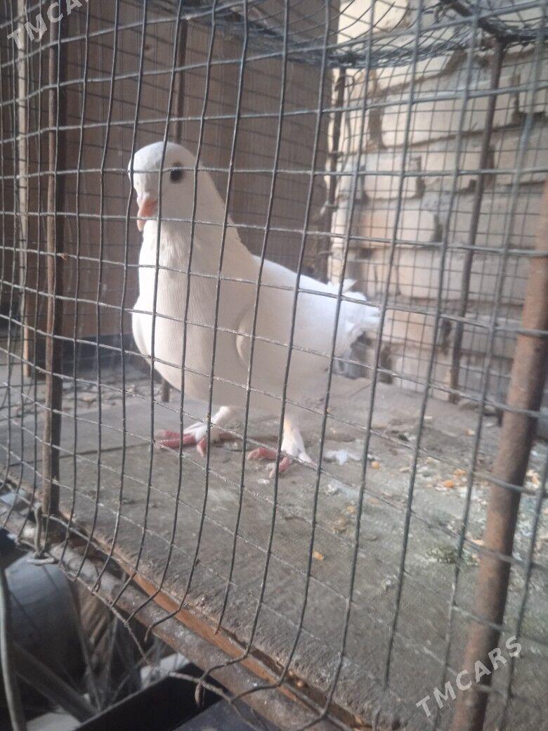 kepder - Туркменабат - img 3