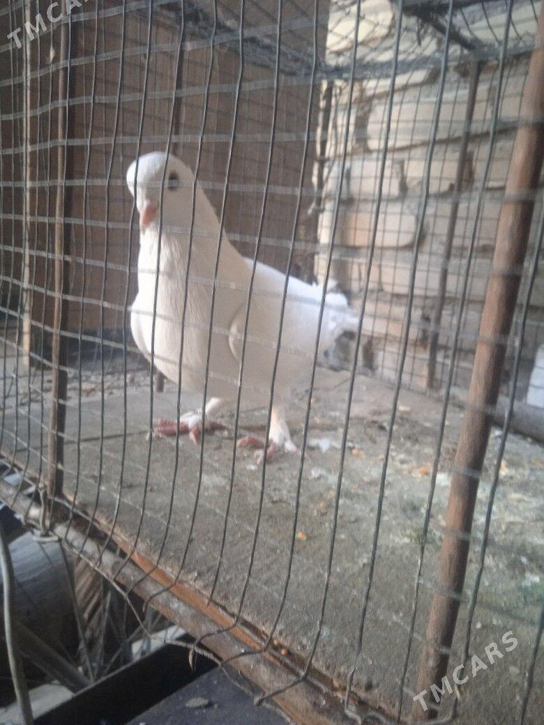 kepder - Туркменабат - img 2