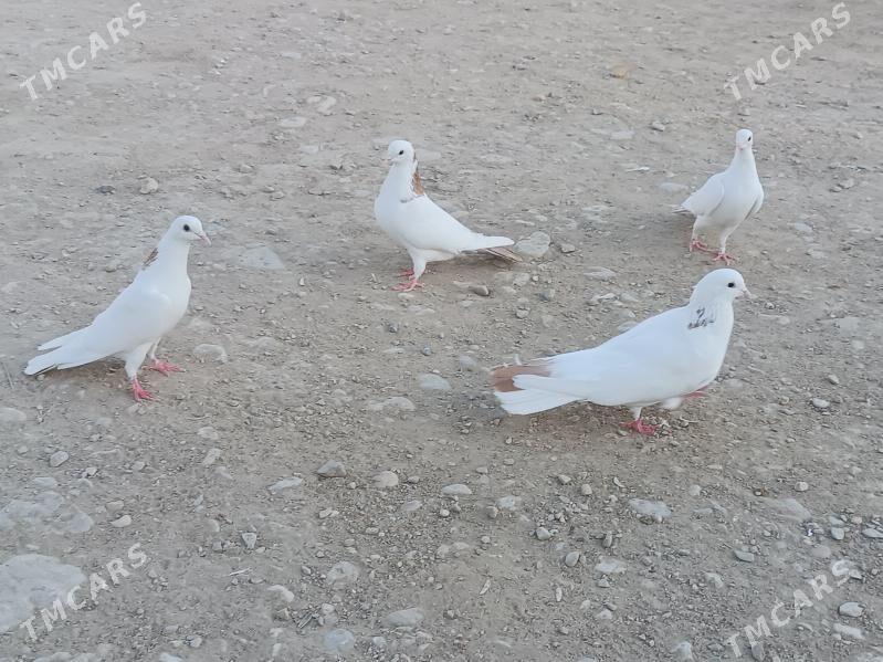 kepderi - Балканабат - img 2