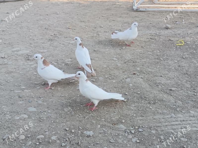 kepderi - Балканабат - img 3