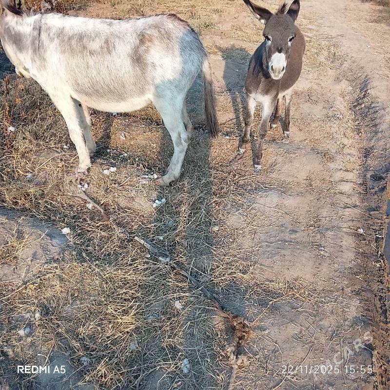 Eşek - Саят - img 4