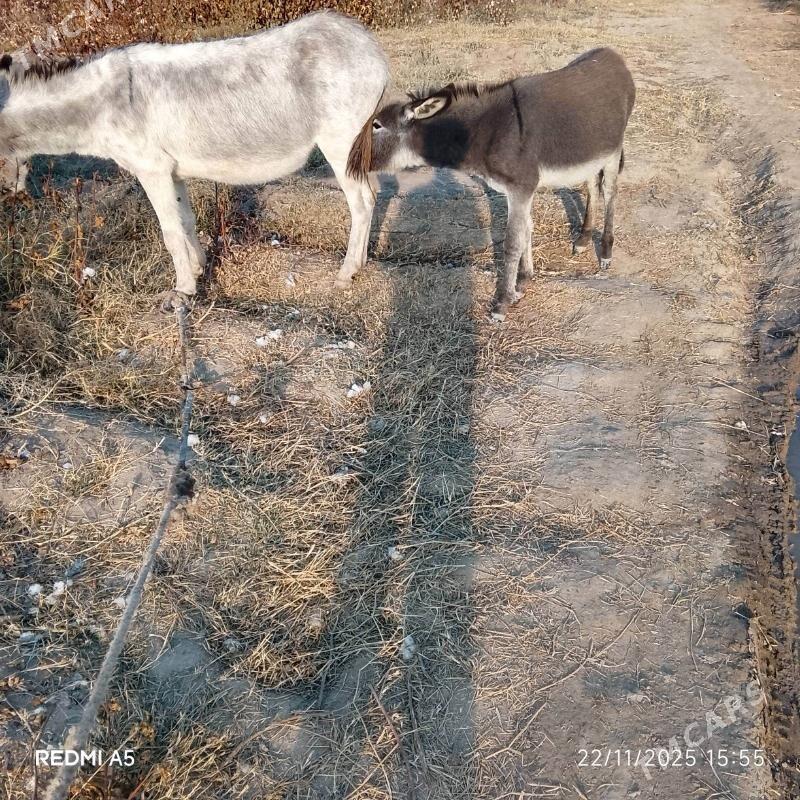 Eşek - Саят - img 3