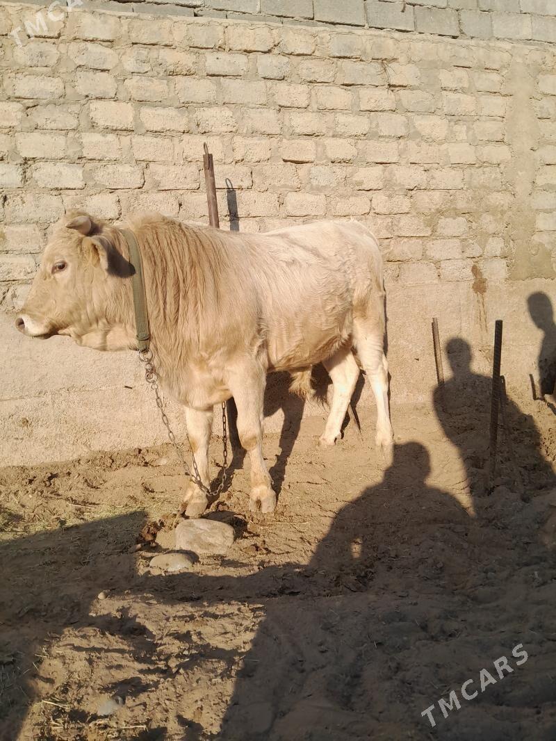 okuz - Aşgabat - img 2