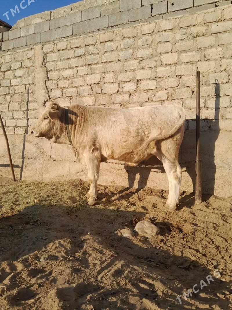 okuz - Aşgabat - img 3