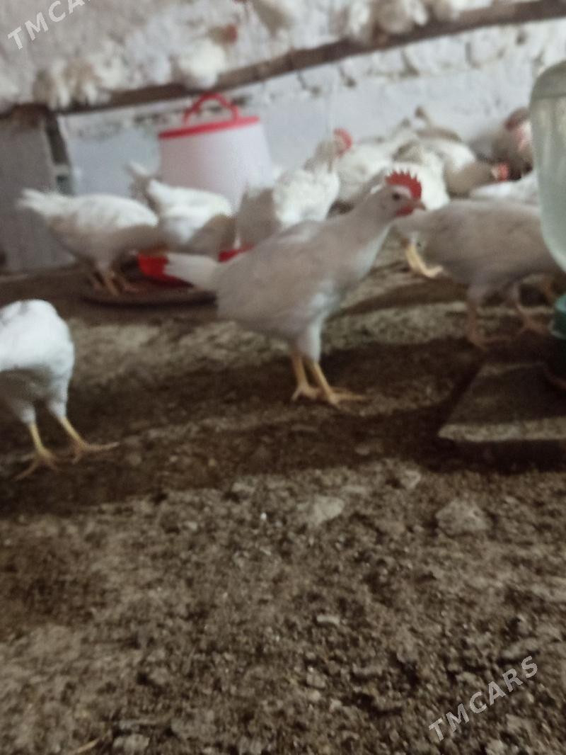 juje - Бахарден - img 4