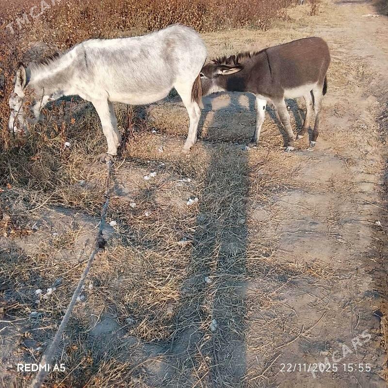 Eşek - Саят - img 2