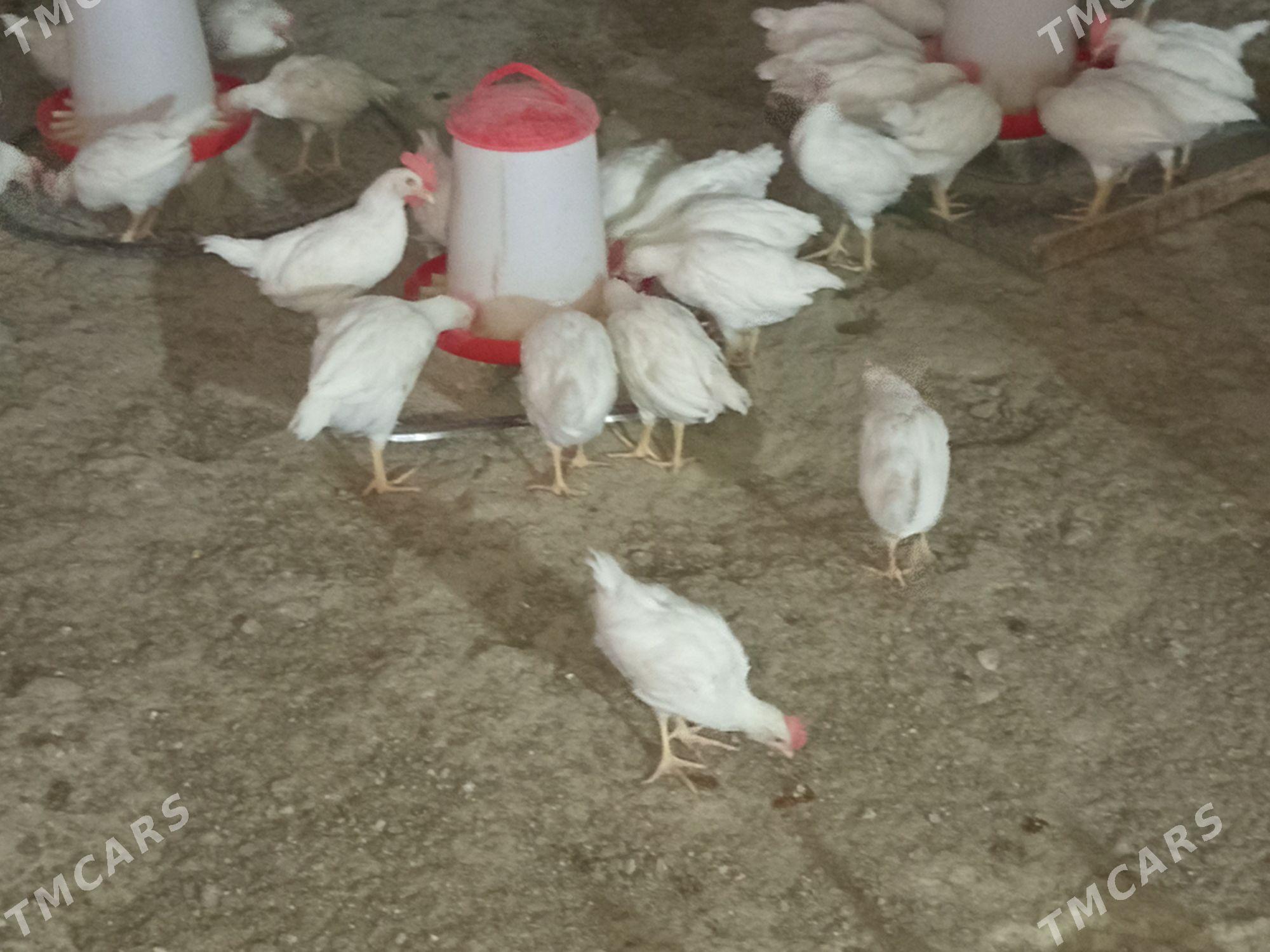 juje - Бахарден - img 1