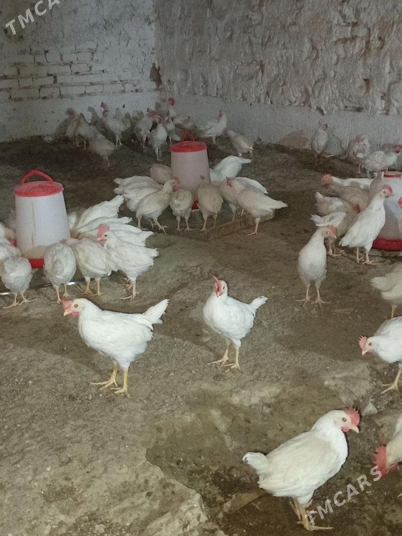 juje - Бахарден - img 2