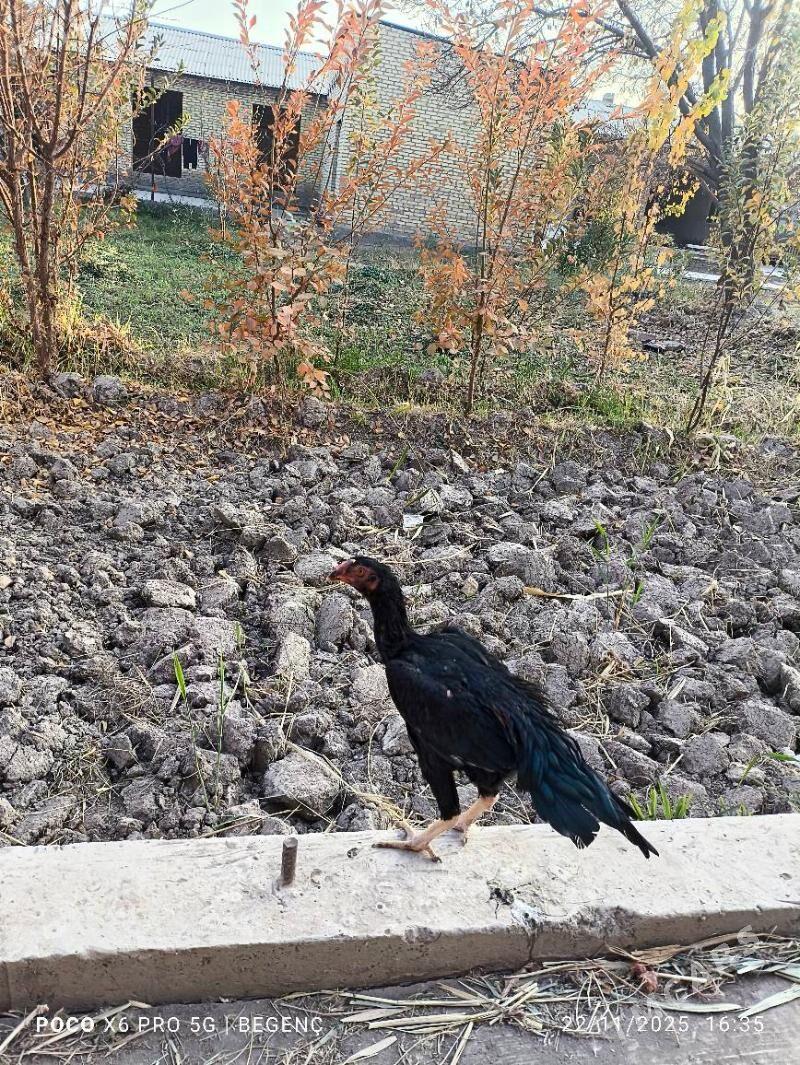 Tüke - Çärjew - img 2