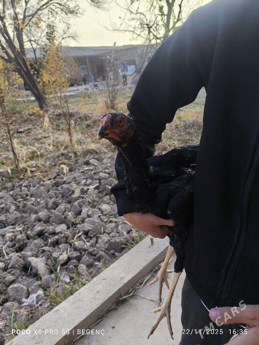 Tüke - Çärjew - img 5