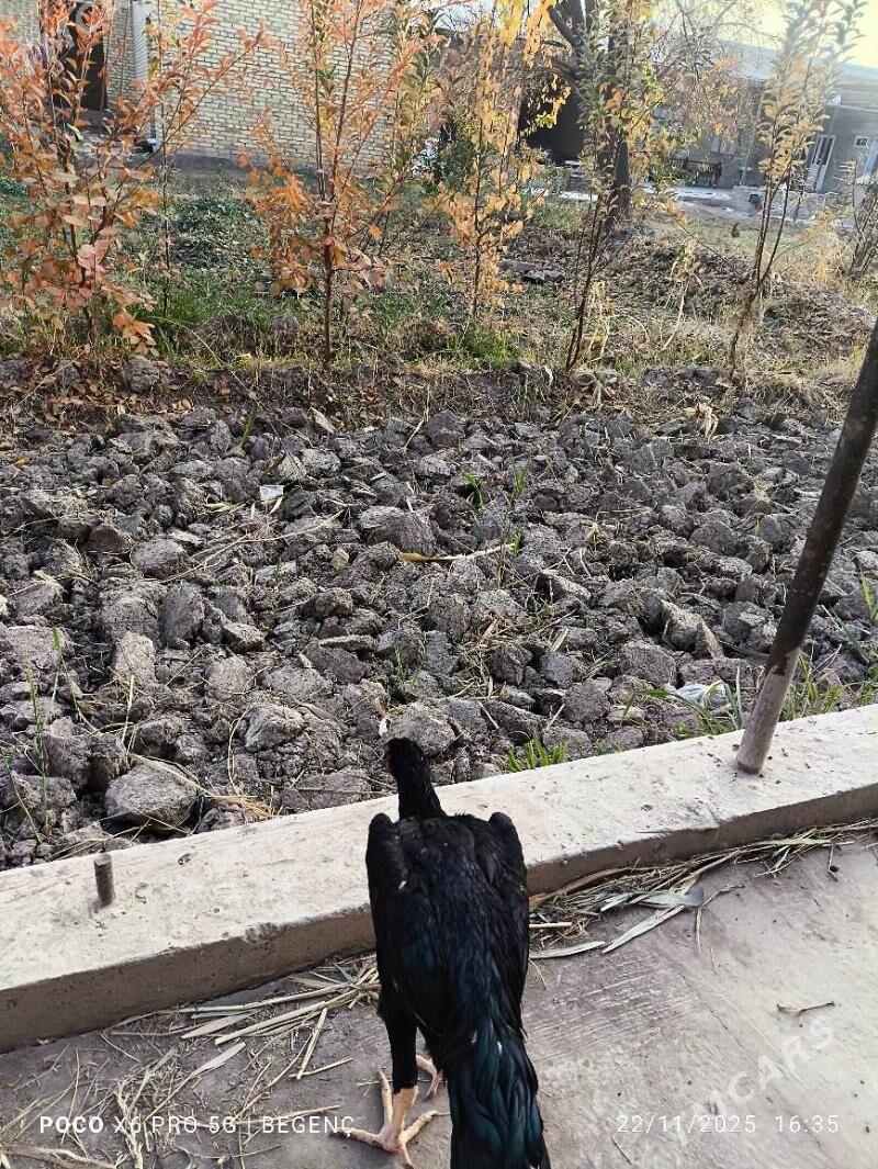 Tüke - Çärjew - img 3