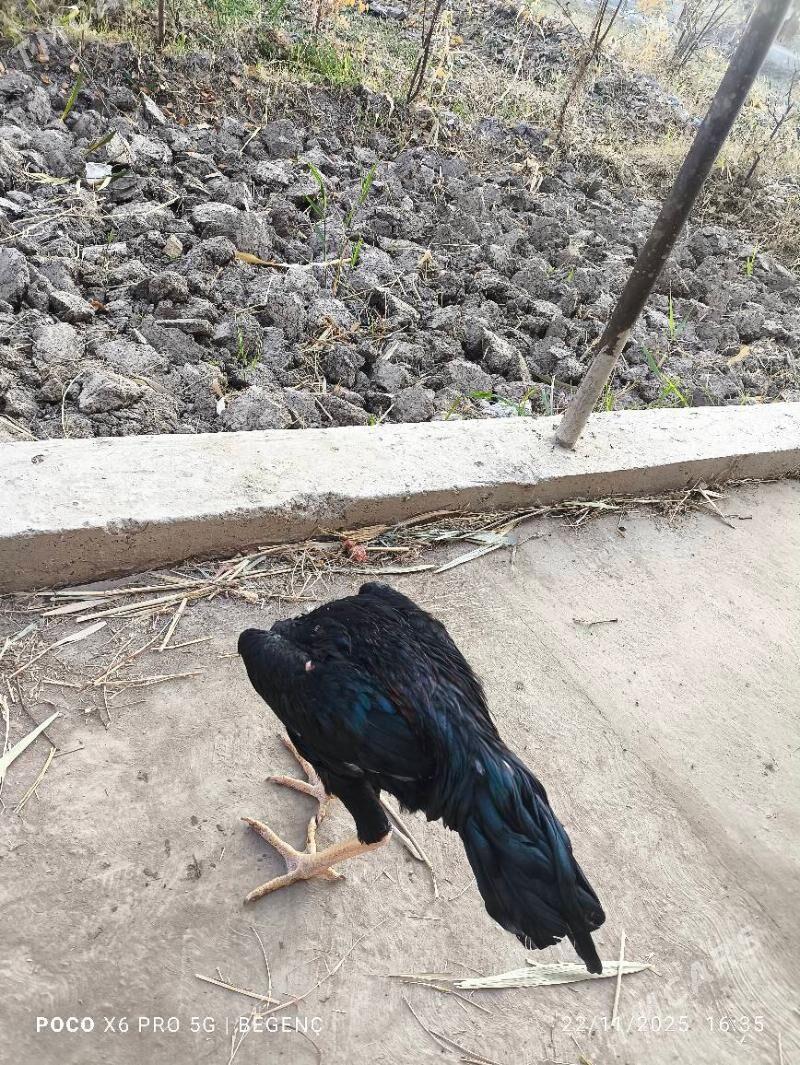 Tüke - Çärjew - img 4